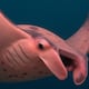 Conoce a la única Mantarraya Rosa Avistada en el Mundo: Le Llaman 