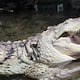 CÓMO JUANCHO, Un Caimán del Orinoco, Juega desde Dallas un Papel Clave para impedir la extinción de su especie 