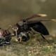 La Avispa que Come Carne: El inusual Comportamiento de Un Insecto Social